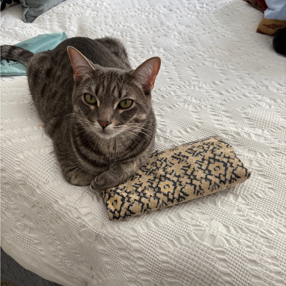 HOBO Navy and Gold Patterned Framed Clutch